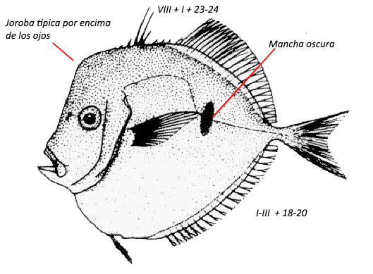 Selene dorsalis_001.jpg